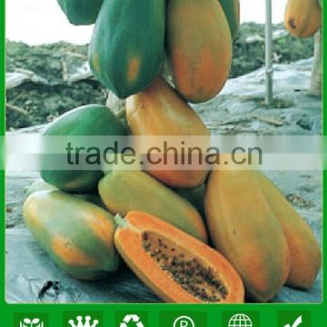 MPA01 Honghui hot sale papaya seeds, hybrid papaya seeds company