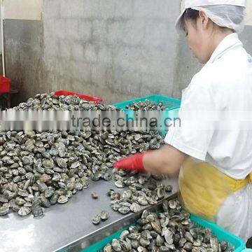 Frozen Boiled Short Necked Clam Size 21-30