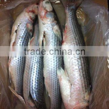 frozen pacific mackerel mullet