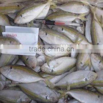 Frozen Gold Line Horse Mackerel/Frozen Horse Mackerel Fish