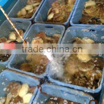 High Quality and High-grade Scallop With One/two Shells Made in Japan photo-2