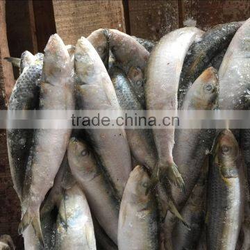 Good price of sardine fish packing With ISO9001 Certificate