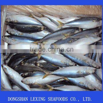 Pacific Mackerel photo-1