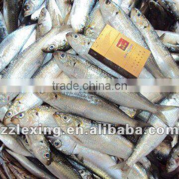 frozen sardine(sardinella longiceps)