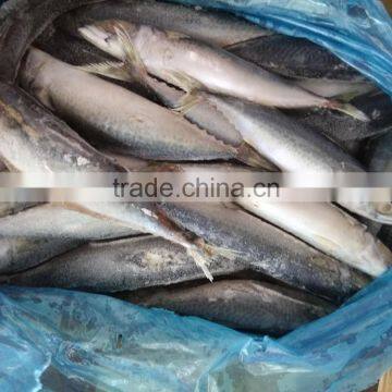 Best Price For Canning Frozen Mackerel photo-3