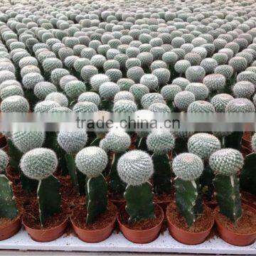 Cactus grafted