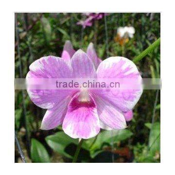 Thailand Top Quality OR-016 Dendrobium Sky Pink Orchid