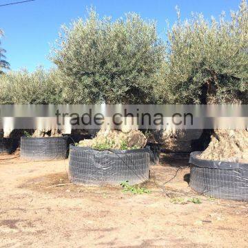 Bonsai Olive Tree Extra Large photo-4