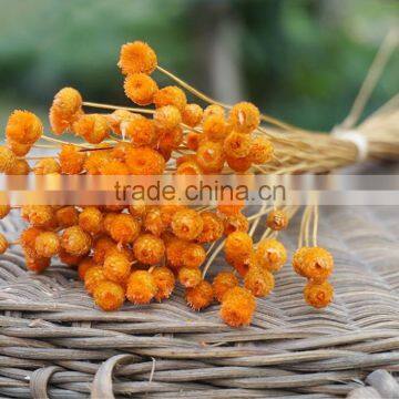 Dried Natural Small Mini Flower Brazilian Art Artificial Dried Flower Home Decoration photo-3
