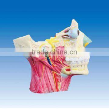 Cranial nerve distribution on head and neck model