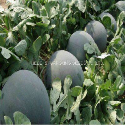 NOFA 3 Pure Black Seedless Watermelon Seeds for Sale photo-5