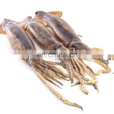 China Frozen Illex Squid Argentina Illex Squid photo-3
