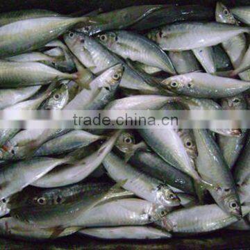 Land Frozen Whole Horse Mackerels for Biat from China 120-140 pcs