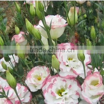 Love theme new coming purple eustoma lisianthus