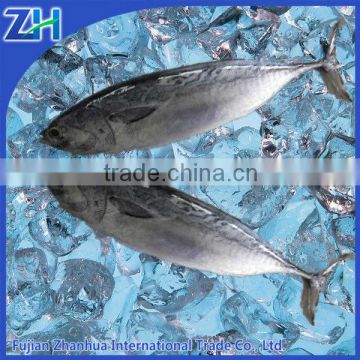 Frozen Bonito Fish BQF auxis thazard for fishing bait