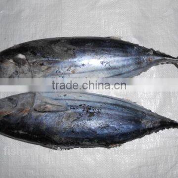 Skipjack Whole Round (frozen on Board) photo-6