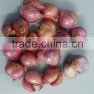 Indian Janda Onion price For Sale