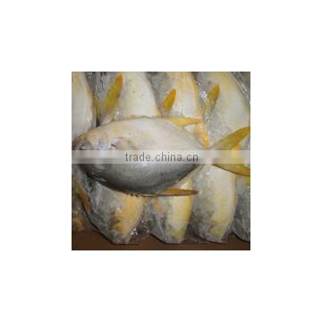 GRADE A Whole Round Frozen Golden/Black/silver Pomfret Fish