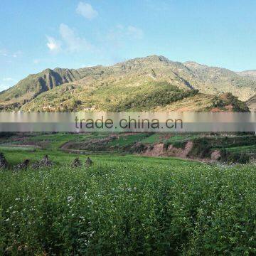 tartary buckwheat food raw material