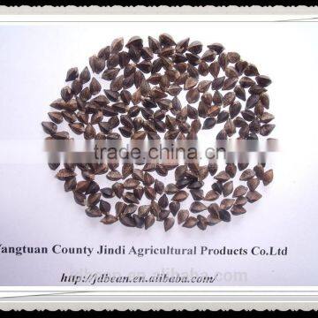 Buckwheat Market Price photo-2