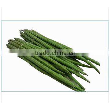 Organic Fresh Drumstick Vegetable from India