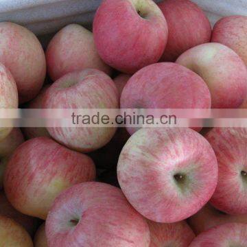 chinese red fuji apple 2015