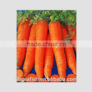 fresh bright red carrot harvester sale