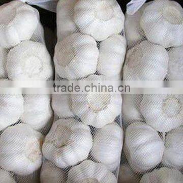 Super pure white garlic 2009 crops