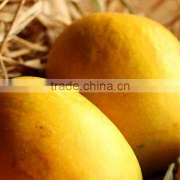 Alphanso Mangoes