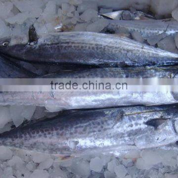 frozen spainish mackerel