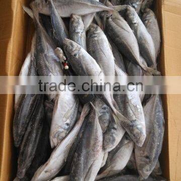Land Frozen Horse Mackerel Frozen 20 25 cm + photo-3