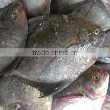 BLACK POMFRET/ CHANDA/ BUTTERFISH photo-2