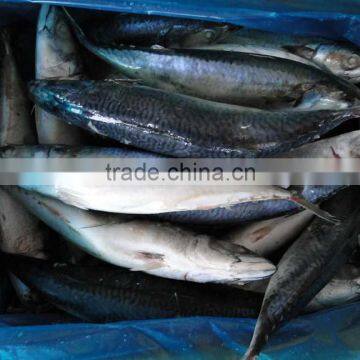 Frozen Pacific Mackerel Fish 250-350G