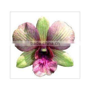 Thailand Best Quality OR-022 Dendrobium Orchid