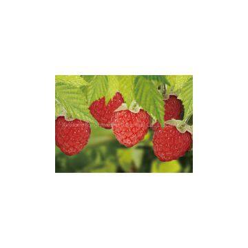 Raspberry ,China,Tongrenxiang