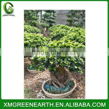 Ginseng Ficus 8kg