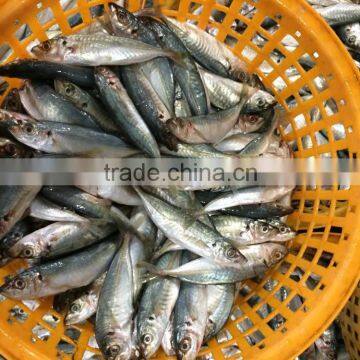 Frozen Equus lacertus seafood whole round size 50 -70g / pcs