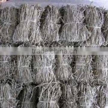 Preserved Kelp Slice2016