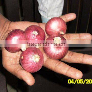 Golti Onion