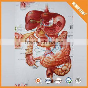 Top 1 best-seller custom size Eco-Friendly anatomical wall poster