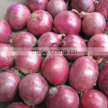 Superior Fresh Red Onion From Onion Exporters China