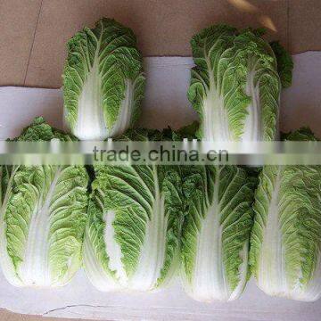 chinese cabbage