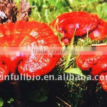 Reishi Mushroom Extract 30% Polysaccharides (UV-VIS)