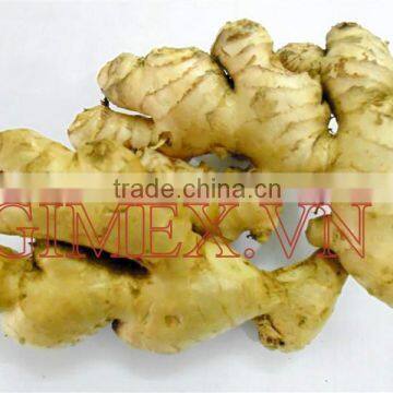 Good Price, High Quality Fresh Ginger photo-2