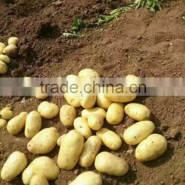 150g Fresh Potato to Middle East photo-3