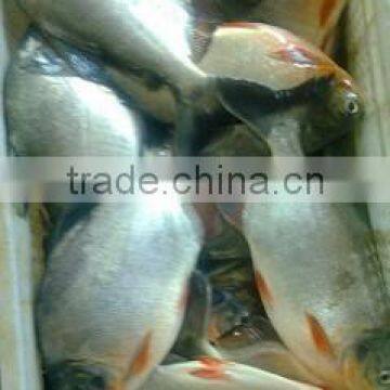 Fresh Seafood Frozen red pomfret fish whole round