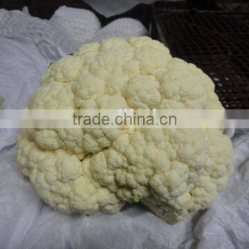 Chinese fresh cauliflower supplier