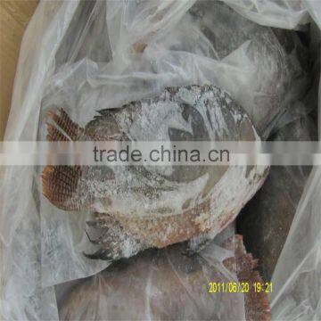 High quality tilapia fish farming