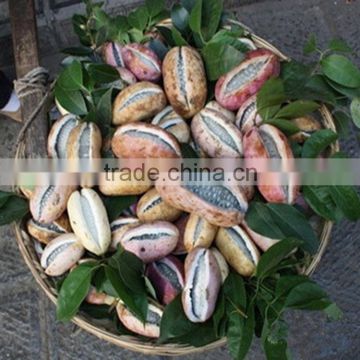 Banana Tastes Fruit Tree Seeds Holboellio Latifolia Wall Seeds For Cultivation Your Rich Becoming Fruits