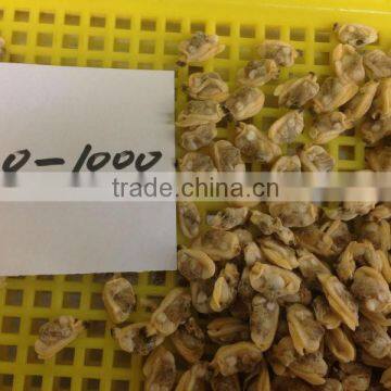 Short Necked Clam Meat photo-3
